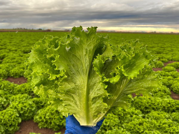 With the acquisition now complete, Church Brothers becomes one of the only suppliers with the scale and capability to deliver a full retail fresh-vegetable offering—from value-added cut vegetables and packaged salads to specialty items and a broad assortment of field-packed products