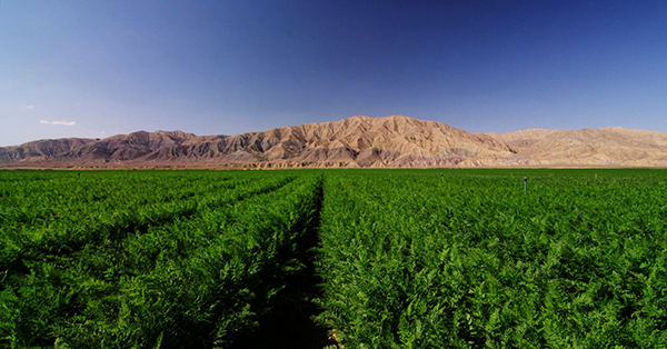Grimmway Produce Group™ announced two key executive appointments effective October 6, 2025