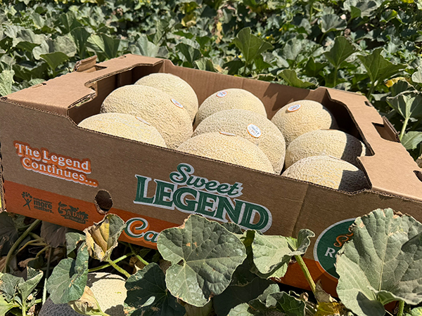Legend Produce Launches Domestic Origami Cantaloupe Season with