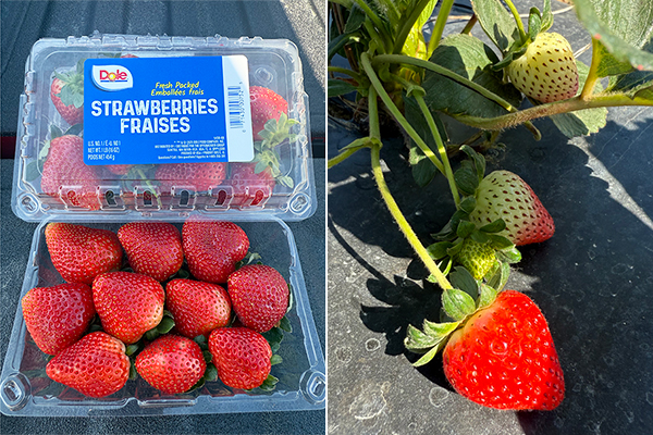 Premier grower, producer, sales, marketing and distribution company Oppy is pleased to announce the launch of its new Florida strawberry program, marking the company’s inaugural offering under the DOLE® label