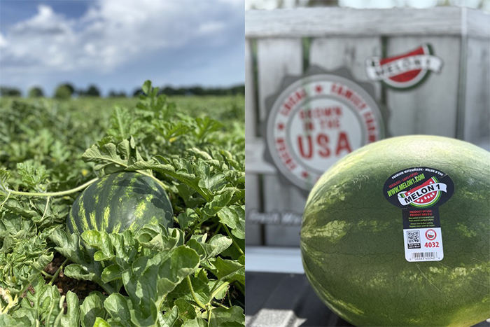 This season, Melon 1 is growing a diverse mix of watermelon varieties, including seedless, seeded, yellow watermelons, and specialty Black Jacks