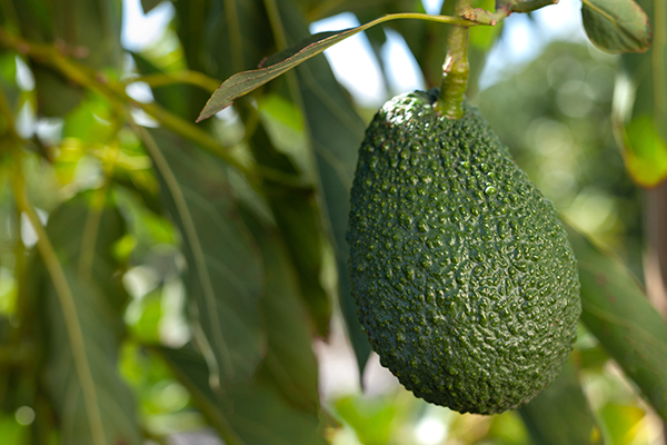 Avocados, tomatoes, and papaya are headlining an upcoming showcase for Calavo Growers at the IFPA Foodservice Conference