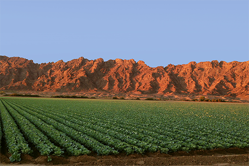 Arizona Leafy Green Field