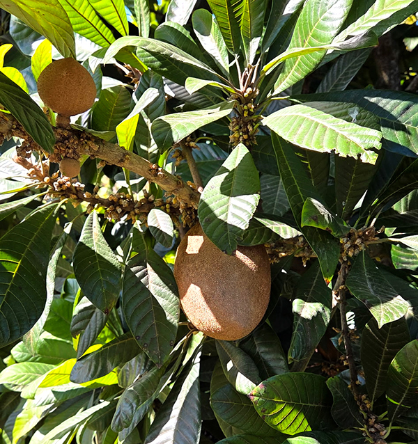 Tropical fruit grower and importer Tierra Suelta announced a strong start to mamey sapote season with promotable volumes of high-quality product