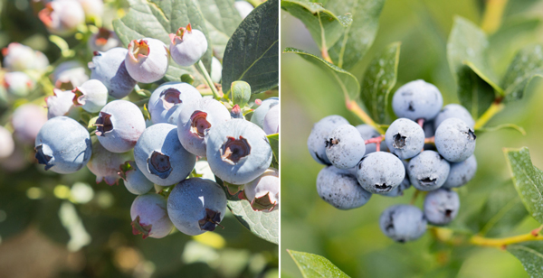 North Bay Produce's Ryan Lockman Details Early Spring Blueberry Market ...