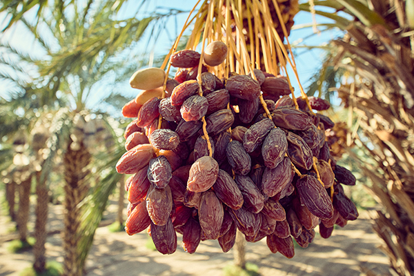 Natural Delights® is entering the 2026-27 crop year with strong quality, ample volume, and an early harvest, giving the nation’s leading Medjool date brand a solid foundation to continue building on the significant growth the date category has experienced over the last five years