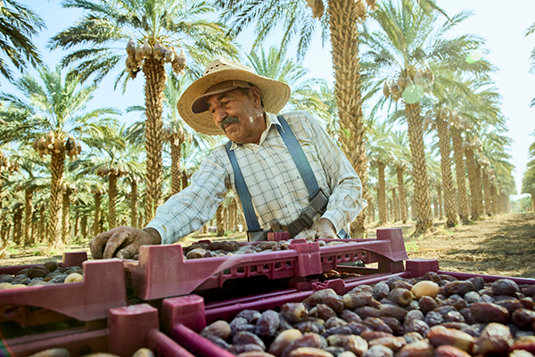 Harvest began in early August in Bard Valley, where favorable weather throughout the growing season has produced strong fruit quality and volume expected to meet retail demand throughout the coming year
