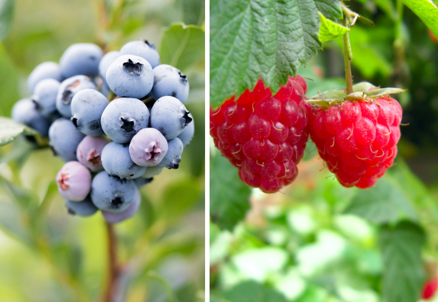 Genetics continue to be very important across all berry categories, blackberries, strawberries, raspberries, and blues