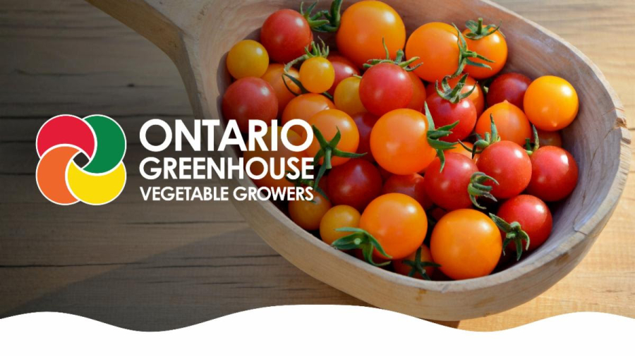 Ontario Greenhouse Vegetable Growers (OGVG) is reaffirming its commitment to food safety, traceability, and transparency while reminding consumers that food safety incidents involving specific products should not be viewed as representative of all fresh produce