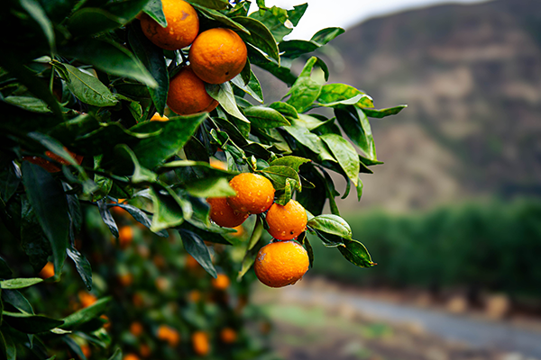 As retailers transition into the late-season citrus window, Melissa’s Produce begins shipping 2026 Ojai Pixie Tangerines in early March, positioning the program to extend category momentum into spring