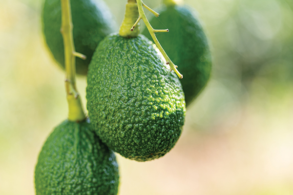 The Colombia Avocado Board (CAB) reports that the country’s avocado production and export operations remain largely unaffected following the magnitude 7.4 earthquake that struck western Colombia on August 10