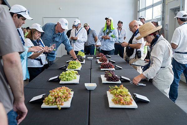 Field day attendees sample new grape varieties including the two new grape brands SUMMER BLUSH (pictured, bottom left) and FLAVORCRUSH