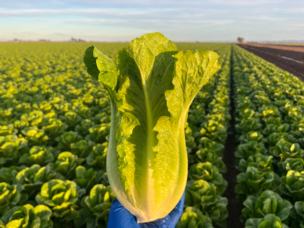 Church Brothers Farms announced that CEO Brian Church has been named the 2026 Agricultural Leadership honoree by the Salinas Valley Chamber of Commerce