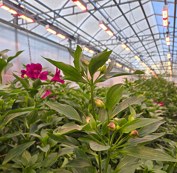 As greenhouse growers continue to navigate rising energy costs, seasonal light variability, and expectations for year-round quality production, the question of which LED lighting system is truly ‘best’ has become more complex—and more important—than ever