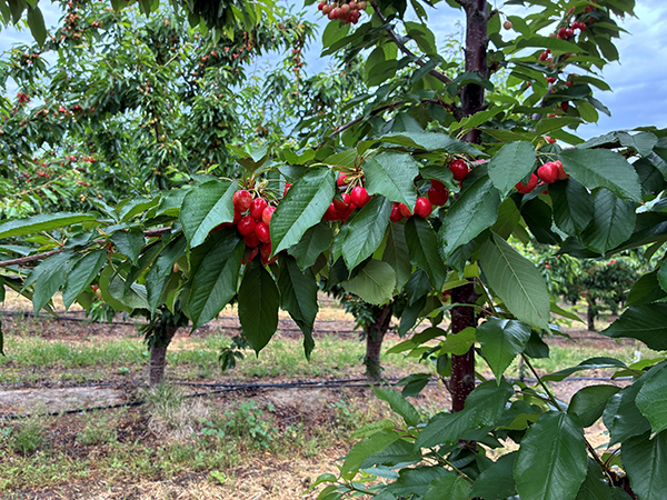 The highly anticipated California cherry season is making an early arrival this year, creating unique timing for retail programs, ad planning, and dynamic destinations