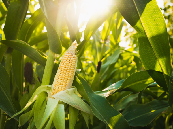 Low volumes and strong demand are creating a tight market in the sweet corn category as recent weather events lead to a significantly lower supply