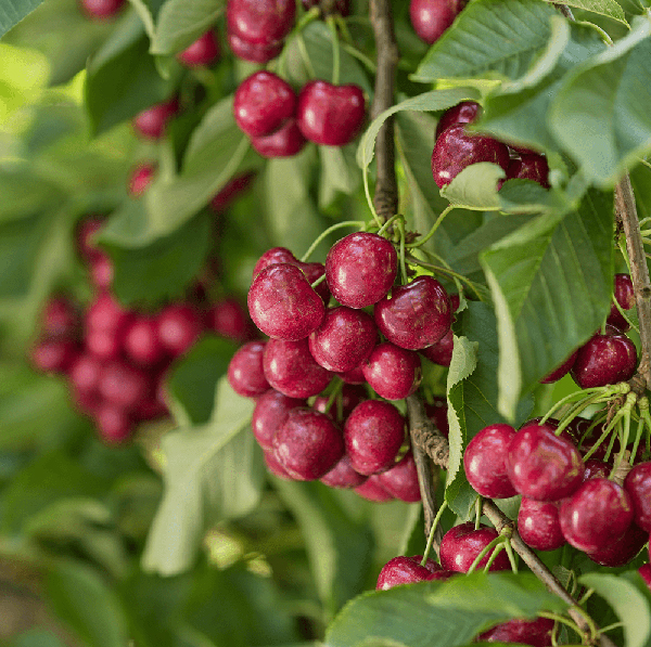 While the spring brought cooler temperatures during bloom that trimmed production across parts of the Northwest, CMI remains optimistic about the season ahead