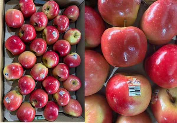 Just three years after the first commercial plantings, 2025 marked a major milestone for the Fruit Australia Group with the debut of its first early volumes of Sunrise Magic® apples