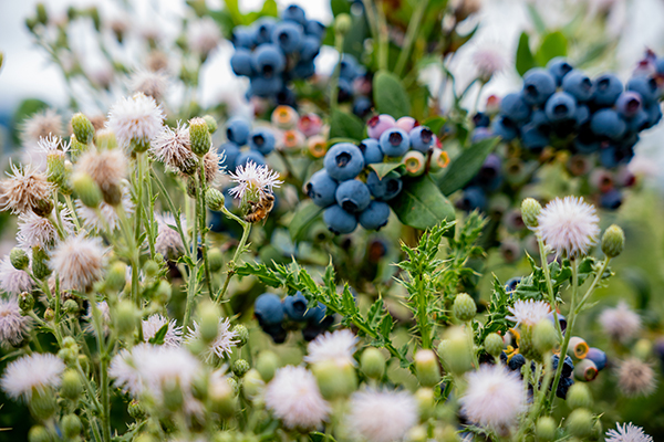The company’s expanding organic blueberry program demonstrates how Superfresh is investing in supply and category growth to support retailer needs, while Orchard Buddies shows how branding, storytelling, and sustainability can help make produce more approachable for families and encourage healthy habits with younger consumers