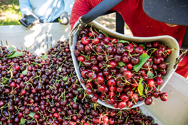 At this year's Organic Produce Summit, Superfresh Growers® will be highlighting three key areas of focus: an expanding organic blueberry program, Orchard Buddies™, and a continued commitment to responsible farming practices