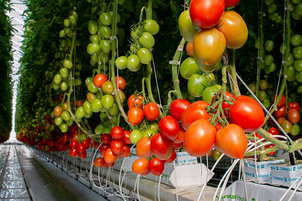 As the International Fresh Produce Association’s Global Produce & Floral Show (GPFS), October 16–18, approaches, attention turns to companies that stand out through innovation and collaboration–companies like Topline Farms®
