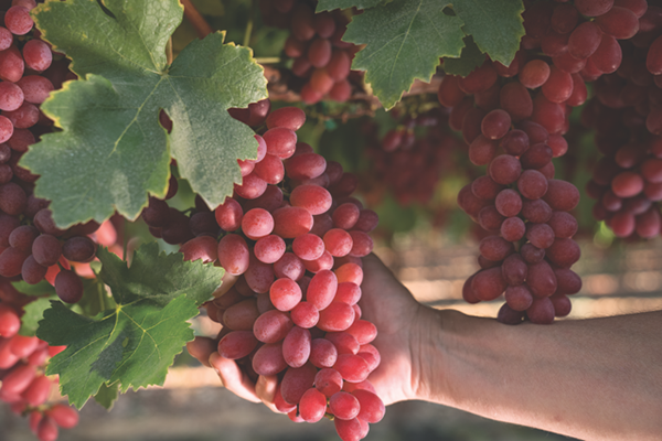With Peruvian grapes in the spotlight, Vanguard is looking toward another exciting category later in the year