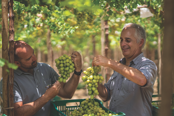 Operating with a clear focus on producing and exporting fresh produce for global markets, Vanguard Group International emphasizes quality, sustainability, and operational efficiency for the benefit of retail partners