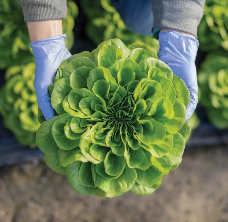 Western Growers was awarded $486,000 from the United States Department of Agriculture as part of the 2025 Technical Assistance for Specialty Crops program, which will allow WG to spearhead a partnership between fresh produce industry stakeholders to develop and implement sustainable fresh produce packaging alignment across North America