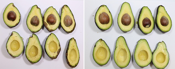 Westfalia Fruit, a global leader in the avocado industry with a legacy spanning over 75 years, is proud to announce its collaboration with AgroSustain, a pioneering agri-tech company focused on sustainable crop protection (Photo: Westfalia Fruit, PR055)