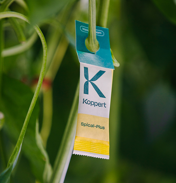 As interest in how food is grown continues to rise, WINDSET FARMS® has partnered with Koppert Biological Systems to launch an engaging digital campaign that takes consumers behind the scenes of greenhouse production