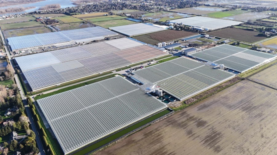 Amid a dynamic global produce environment, Windset continues to prioritize quality, consistency, and reliability through a resilient supply network designed to support stable year-round availability and consistent retail execution across North America